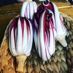 radicchio trevigiano